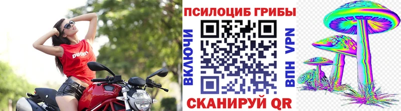 Псилоцибиновые грибы Psilocybe Волоколамск
